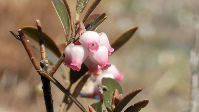 Creeping evergreen Bearberry flower blooming on a trailing plant.