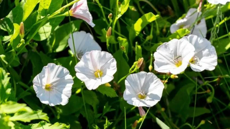 Natural vegetation Bindweed flower growing among surrounding plants.