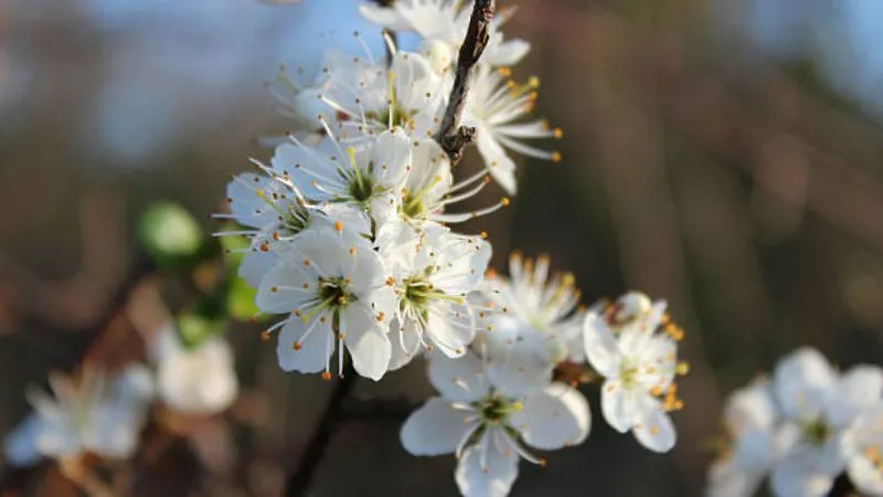 Natural Landscape Blackthorn flower growing in outdoor surroundings.