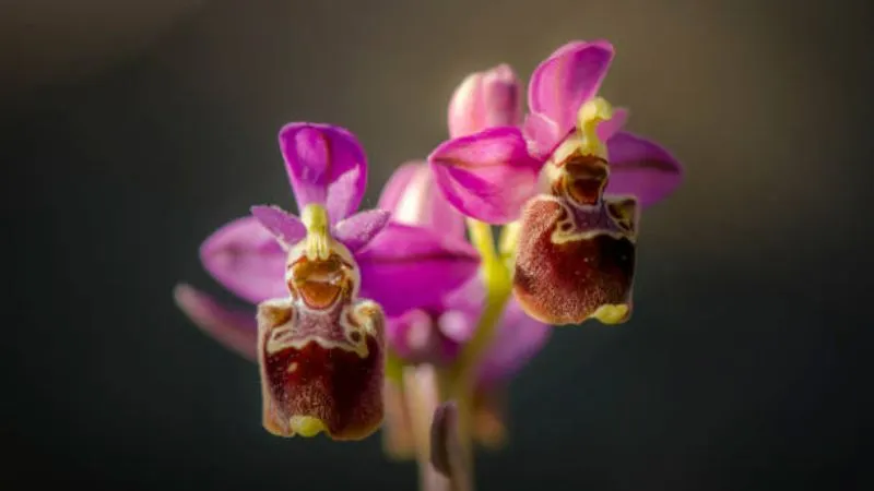 Natural setting Bee Orchid flower growing in a wild habitat.
