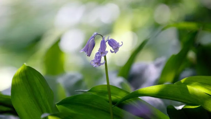 Outdoor Setting Bluebell flower growing in a natural habitat.