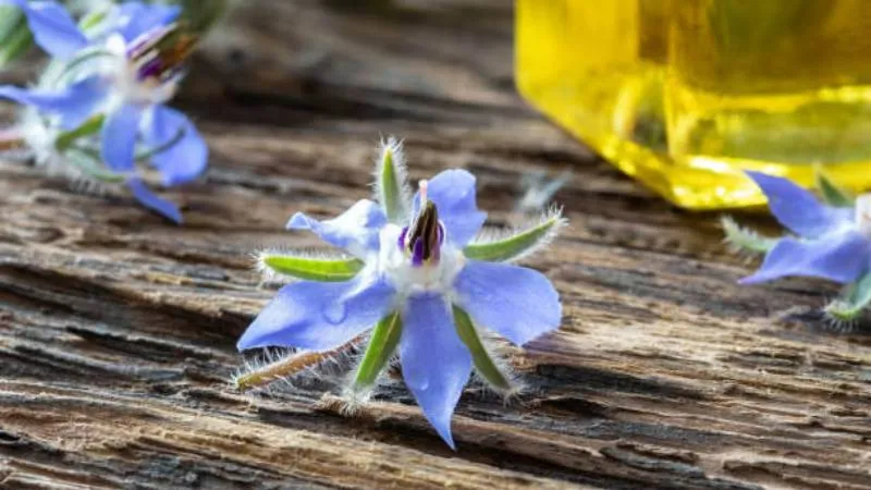 Natural outdoor Borage flower growing in a landscape.