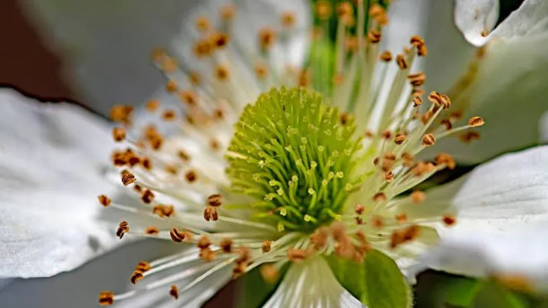 Outdoor setting Bramble flower growing in a natural habitat.