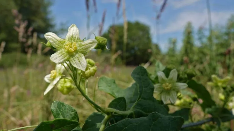 Outdoor Growth Bryony flower growing in a natural habitat.