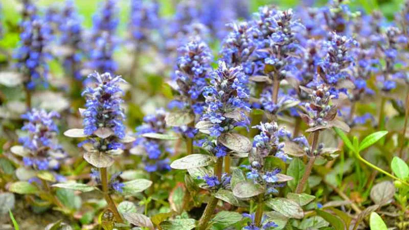 Natural Outdoor Bugleweed flower growing in a garden habitat.