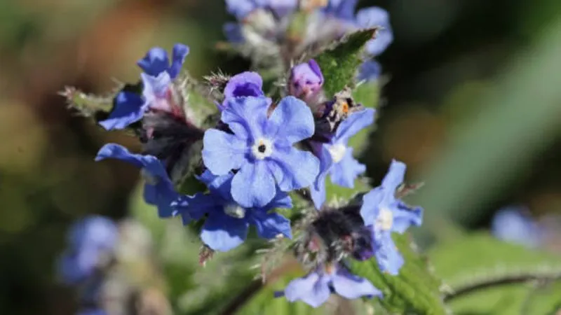 Decorative Bloom Bugloss flower display in garden.