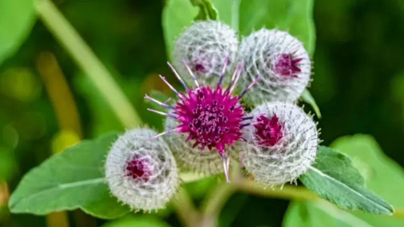 Natural Habitat Burdock flower growing in an outdoor environment.