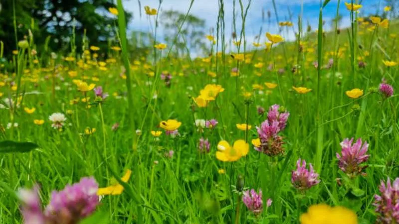 Natural Habitat Buttercup flower heads developing in the wild.