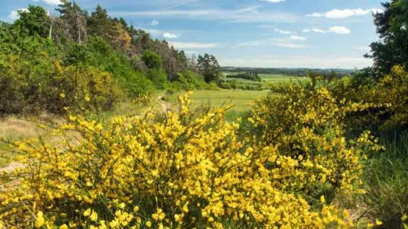 Outdoor Setting Prickly Broom flower growing naturally.