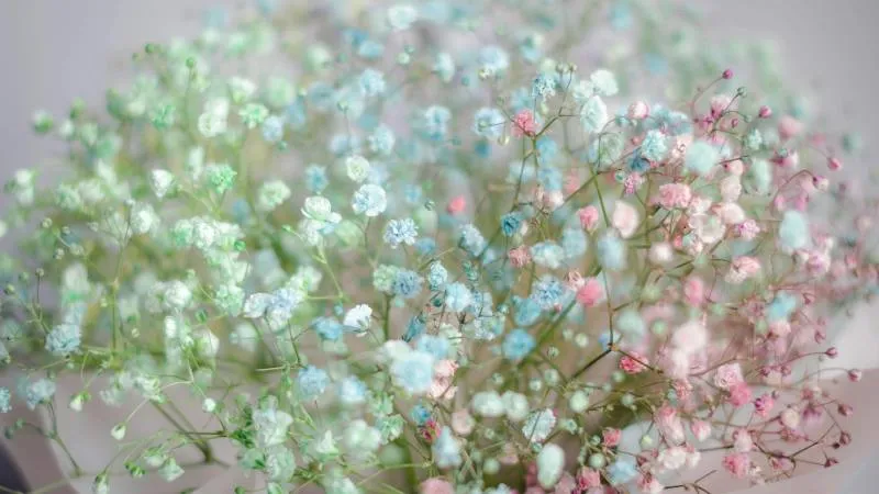 Natural outdoor Baby's Breath flower growing in a garden setting.