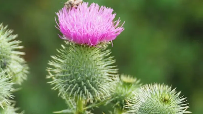 Natural Setting Burdock flower growing on a flowering plant.