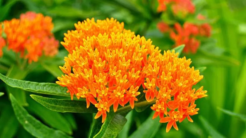 Bright Orange Butterfly Weed flower blooming with yellow tones.