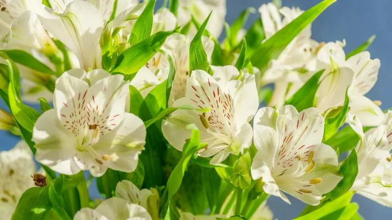 Natural garden Alstroemeria blooms growing in a lush outdoor setting.