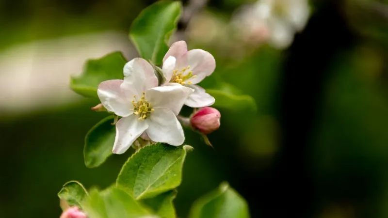 Natural landscape Apple Blossom flower growing in a scenic outdoor setting.