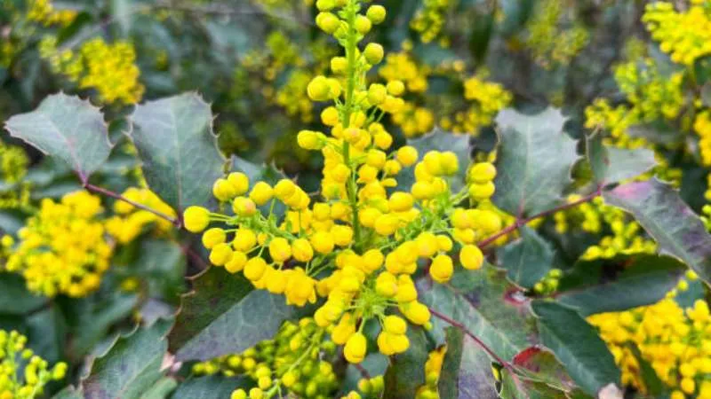 Natural landscape Barberry flower growing in an outdoor setting.
