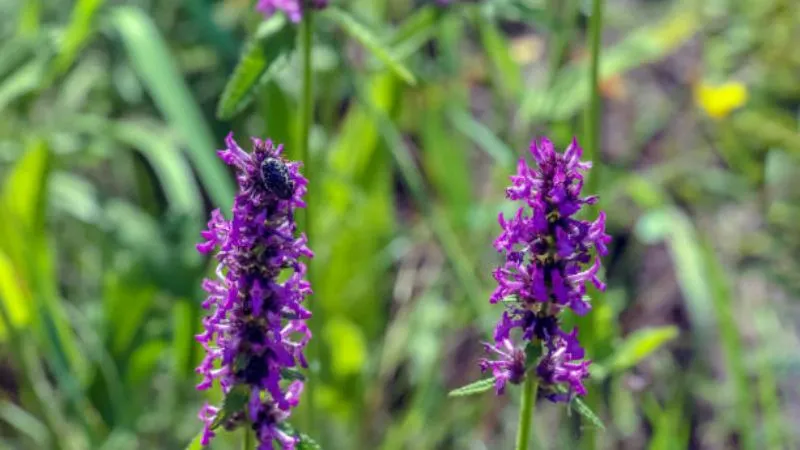 Natural habitat Betony flower growing with surrounding vegetation.