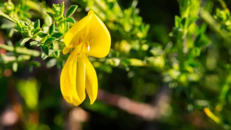 Natural Habitat Spanish Broom flower growing outdoors.