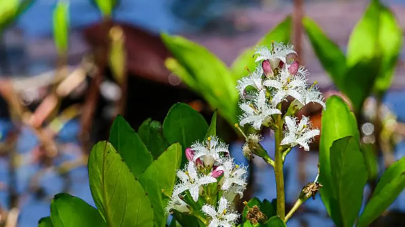 Marshy Environment Buckbean flower growing naturally in wetlands.