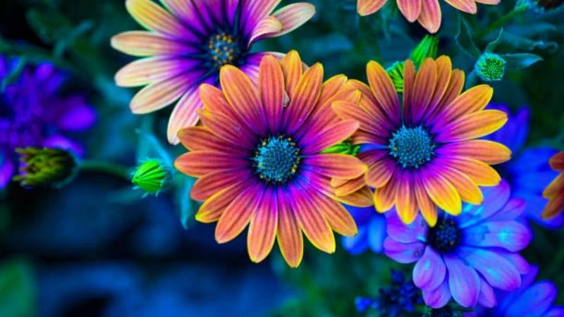 Colorful purple African Daisy flowers with orange petals and blue centers in a garden.