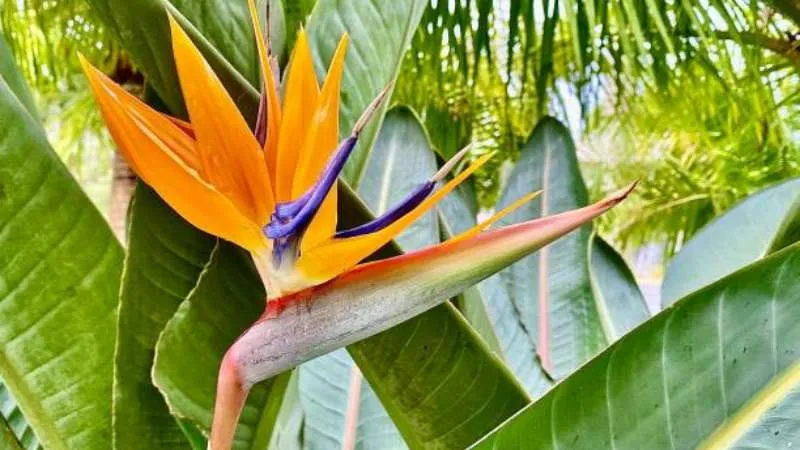 Green foliage Bird of Paradise flower with attractive tropical leaves.