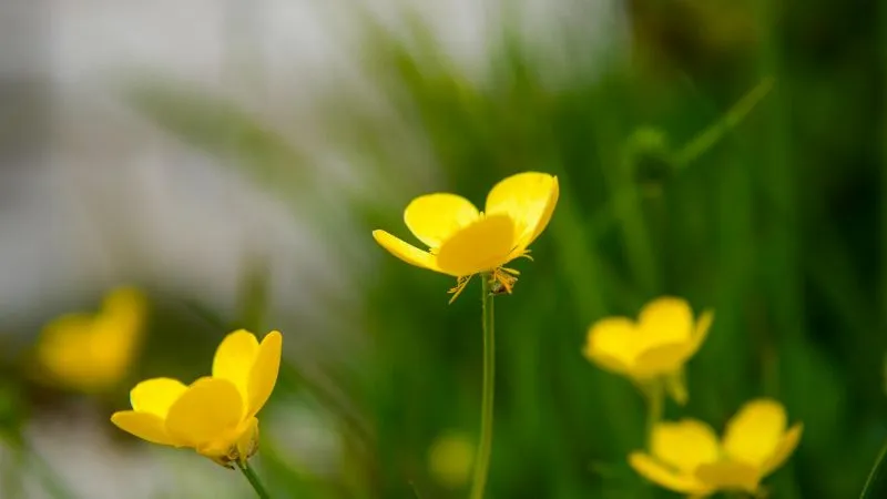 Natural Setting Buttercup flower displaying beautiful blooms.