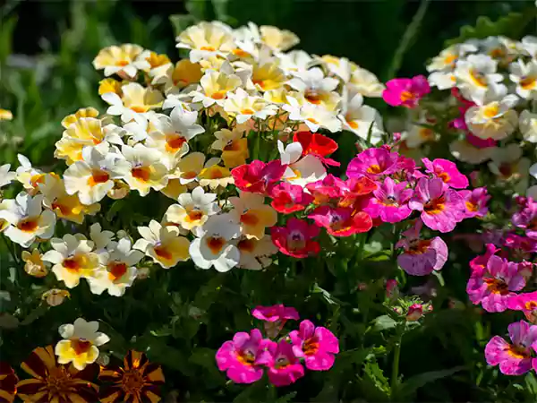 Nemesia
