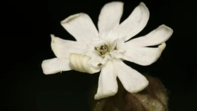 White night-flowering Catchfly flower bloom photographed against a black background.