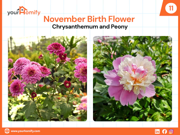 November Birth Flower