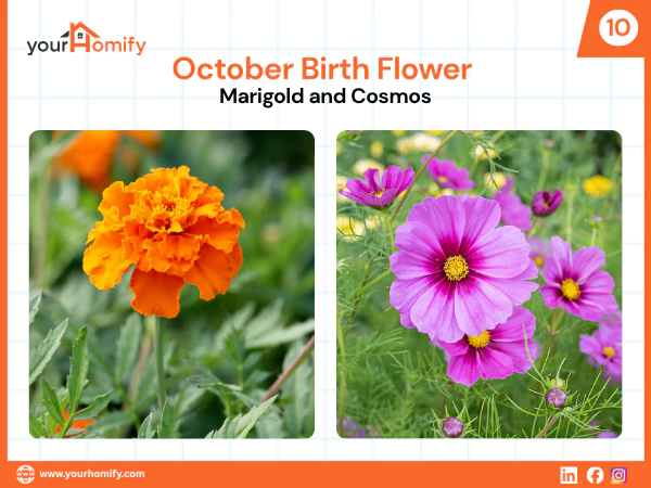 October Birth Flower