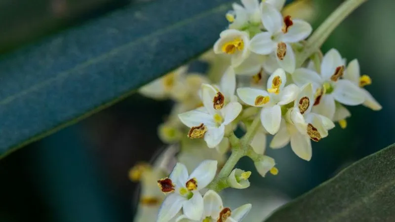 Close-up of white four-petaled olive flowers with dark red centers between leaves