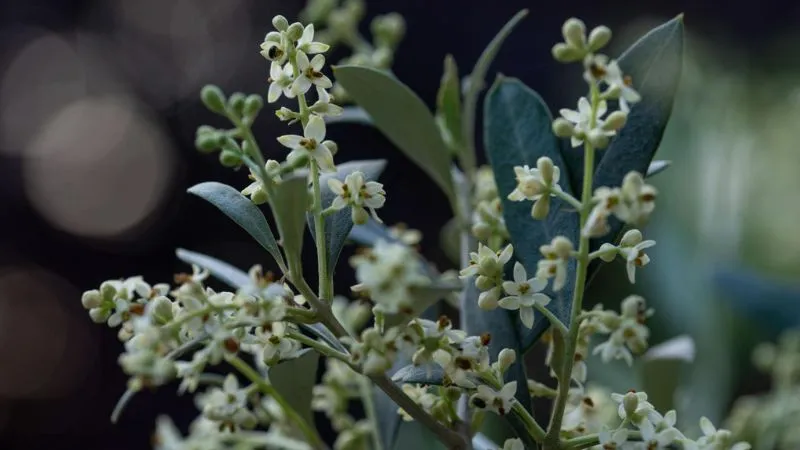 Small greenish-white olive flowers on a branch with bokeh background