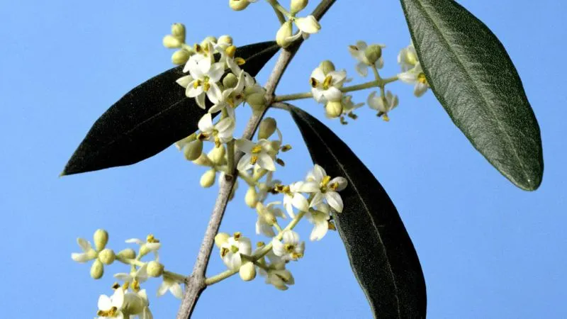 White olive flowers on a branch with dark green leaves against a clear blue sky