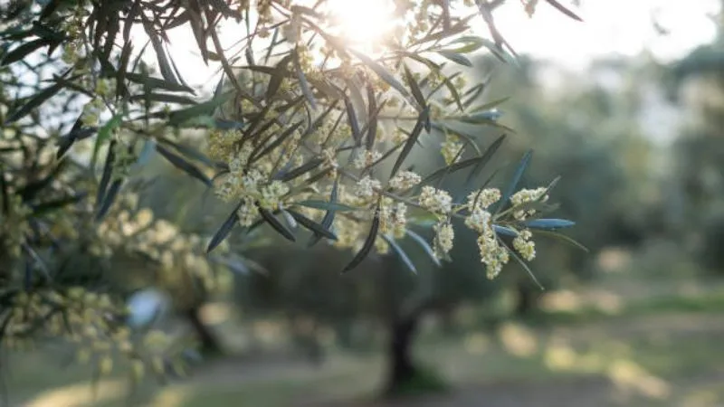 Olive tree flowers backlit by sunset light in an orchard setting