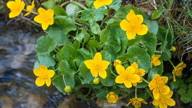 Open Field Buttercup flower thriving in natural surroundings.
