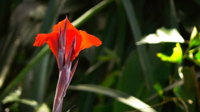 Backlit orange canna lily flower emerging from a dark green background