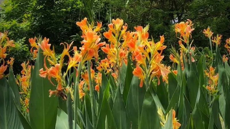 Row of orange canna lily flowers growing among broad green leaves