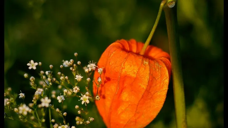 Single orange Chinese Lantern flower pod beside white wildflowers in a green field.