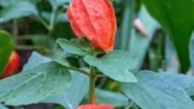 Single orange Chinese Lantern flower pod on an upright stem above green leaves.