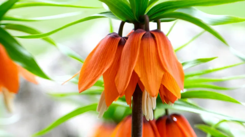 Close-up of orange bell-shaped Crown Imperial flower blooms beneath spiky green leaves.