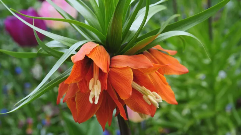 Close-up of an orange Crown Imperial flower with pale stamens hanging beneath petals.