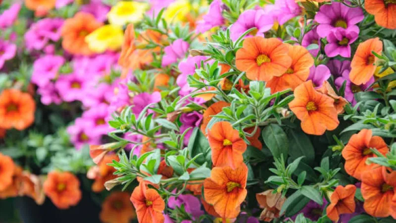 Orange Purple Calibrachoa flower growing together in a planter.