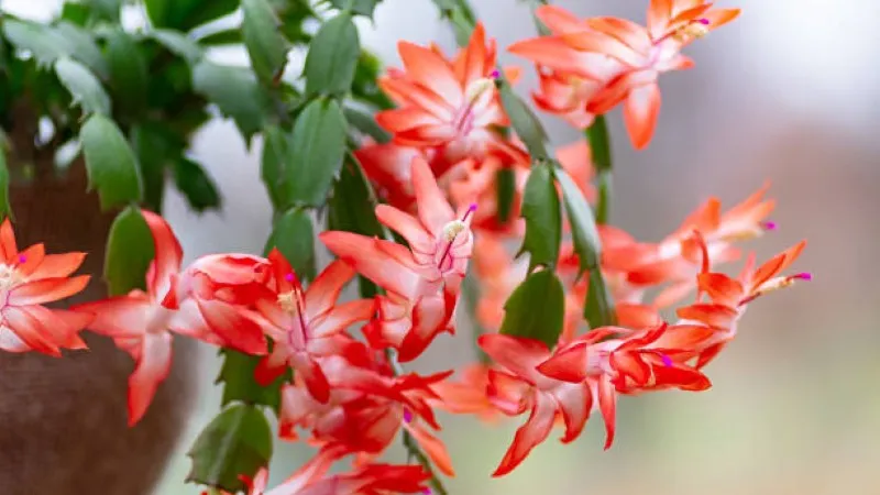 Close-up of orange-red Christmas Cactus flower blooms growing on green stems.
