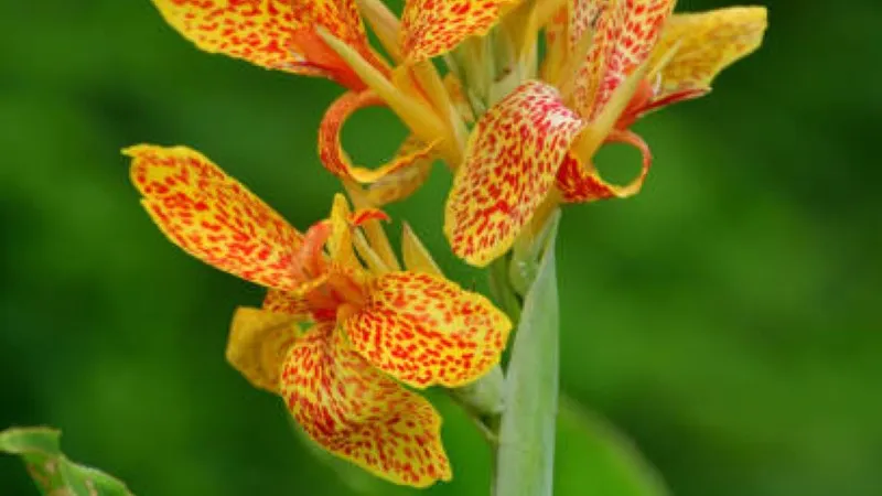 Single orange and red speckled canna lily flower on a green stem