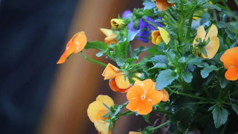 Orange pansy flowers blooming in a garden planter with green leaves