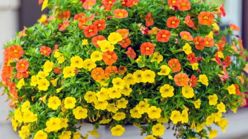 Orange Yellow Calibrachoa flower blooming in a planter box.