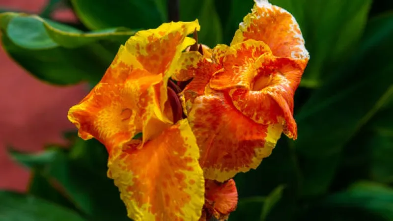 Close-up of ruffled orange and yellow canna lily flower petals