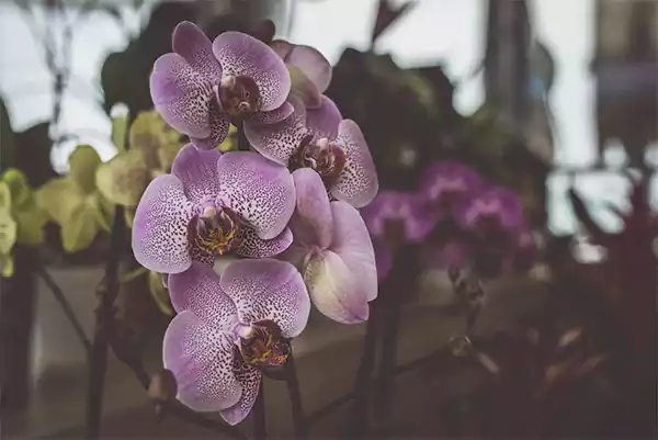 Orchid
