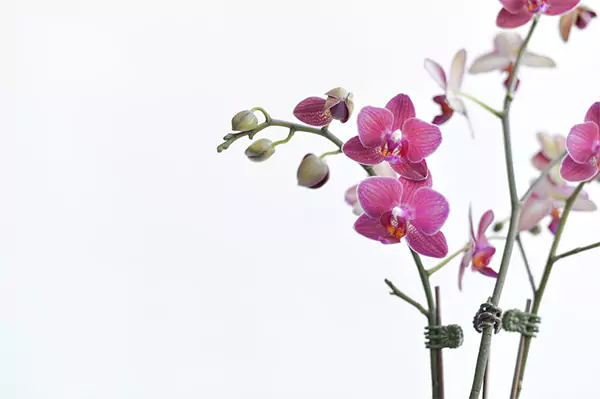 Orchid