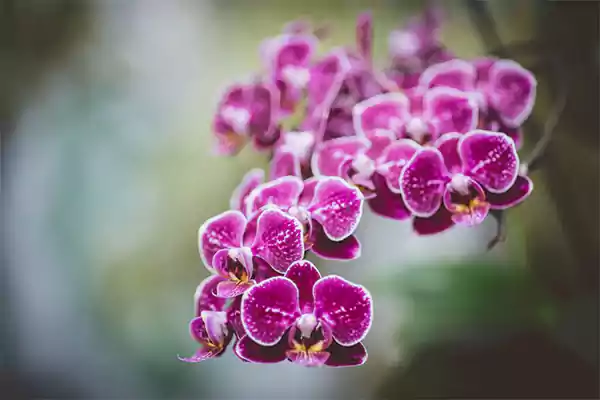 Orchid
