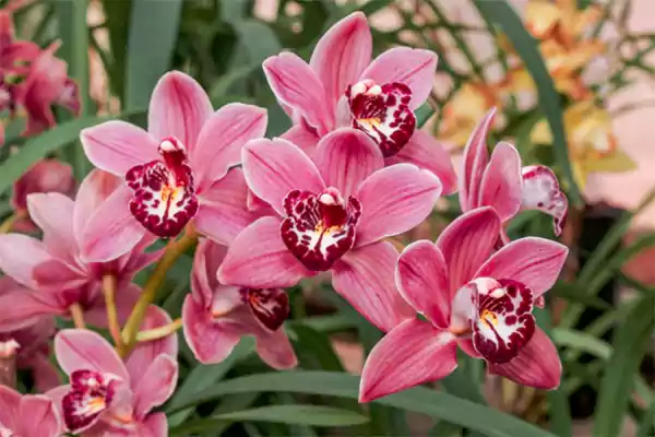 Orchids